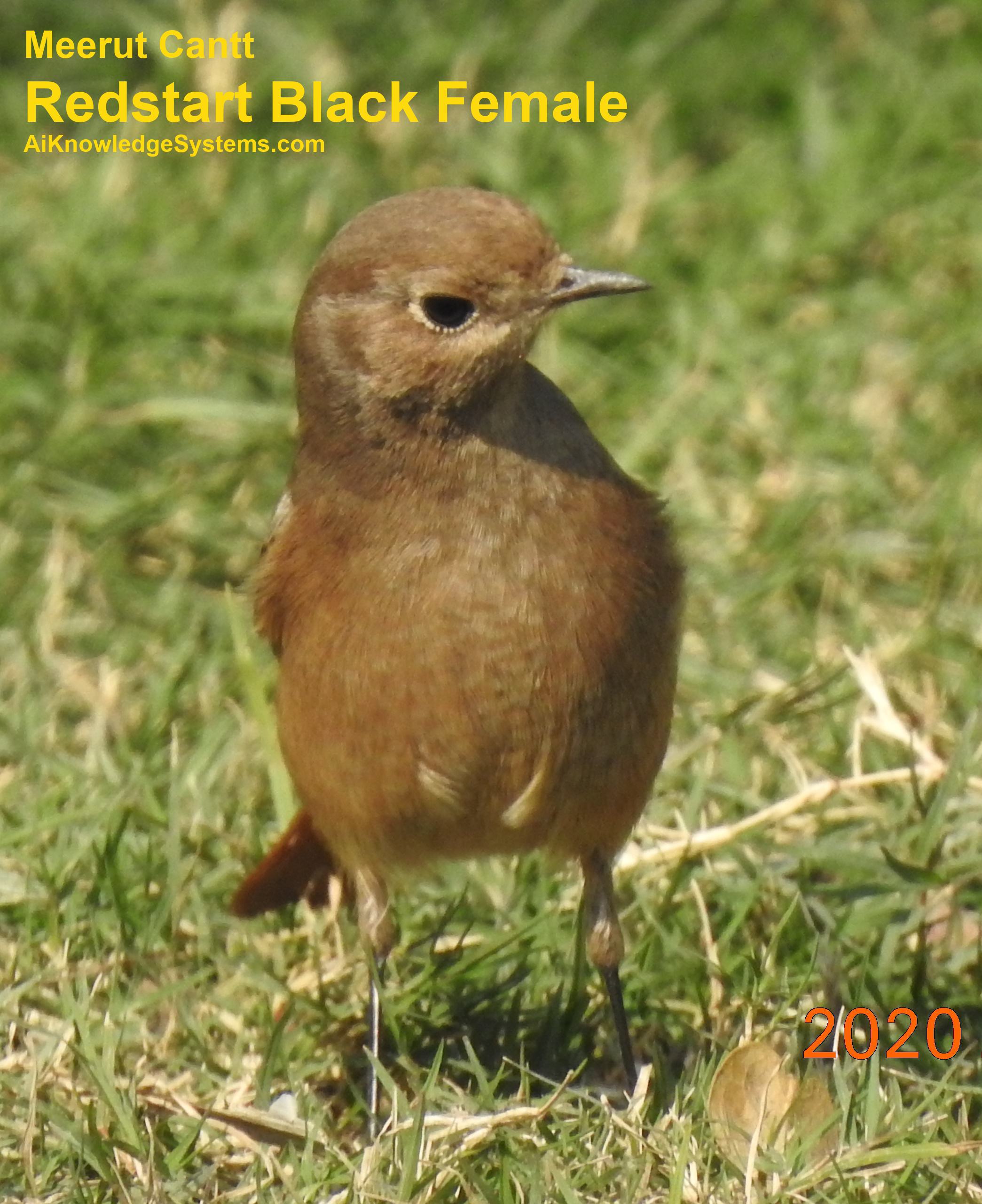 Redstart (5) Coming Soon